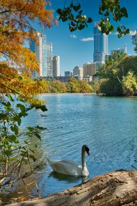 Preview wallpaper swan, bird, lake, trees, city
