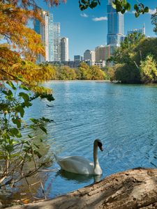 Preview wallpaper swan, bird, lake, trees, city