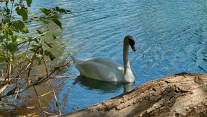 Preview wallpaper swan, bird, lake, trees, city