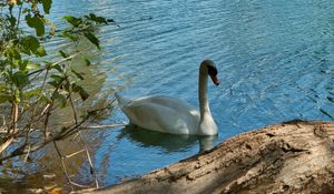 Preview wallpaper swan, bird, lake, trees, city