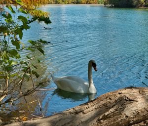 Preview wallpaper swan, bird, lake, trees, city