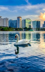 Preview wallpaper swan, bird, lake, city