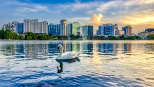 Preview wallpaper swan, bird, lake, city