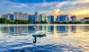 Preview wallpaper swan, bird, lake, city