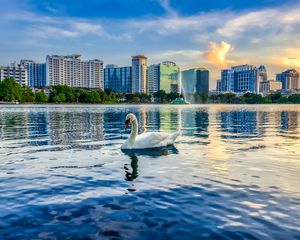 Preview wallpaper swan, bird, lake, city