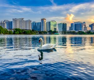Preview wallpaper swan, bird, lake, city