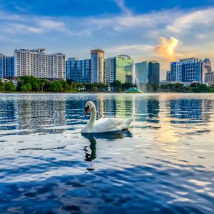 Preview wallpaper swan, bird, lake, city