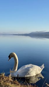 Preview wallpaper swan, bird, lake, water, white