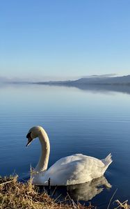 Preview wallpaper swan, bird, lake, water, white