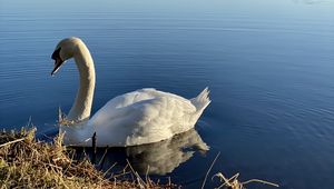 Preview wallpaper swan, bird, lake, water, white