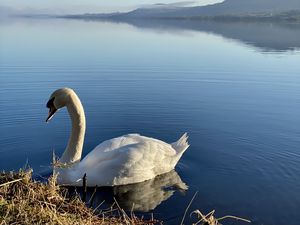 Preview wallpaper swan, bird, lake, water, white