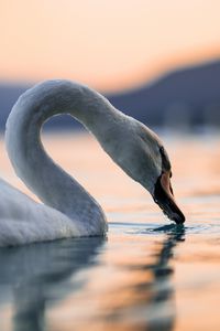 Preview wallpaper swan, bird, neck, feathers, water