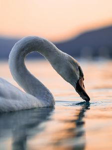 Preview wallpaper swan, bird, neck, feathers, water