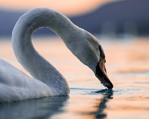 Preview wallpaper swan, bird, neck, feathers, water