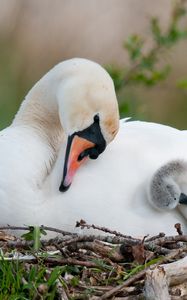 Preview wallpaper swan, bird, nest, babies