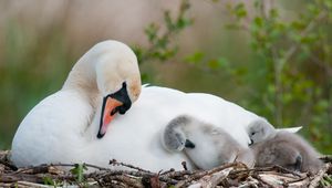 Preview wallpaper swan, bird, nest, babies
