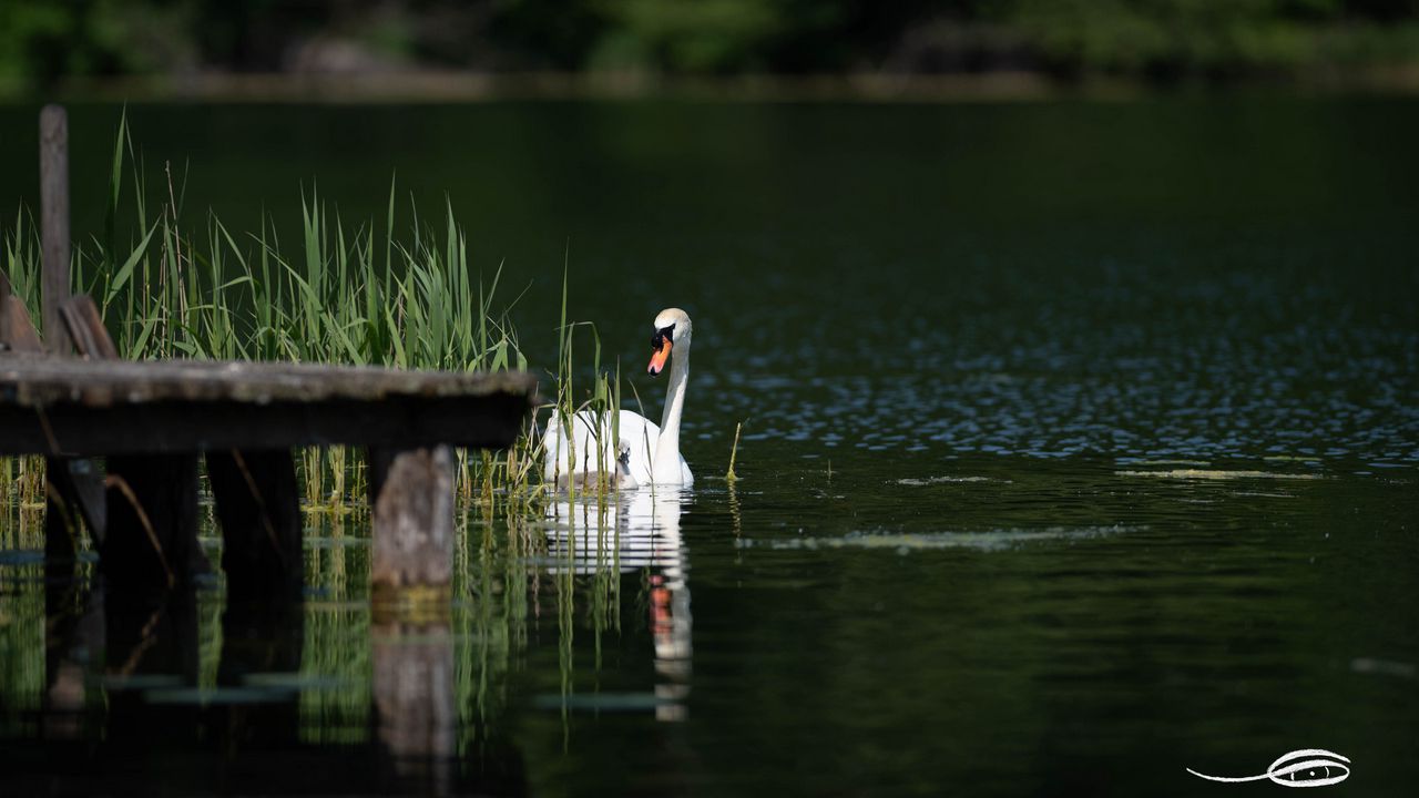 Wallpaper swan, bird, pond, pier, reeds