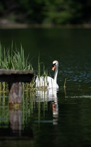 Preview wallpaper swan, bird, pond, pier, reeds