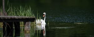 Preview wallpaper swan, bird, pond, pier, reeds