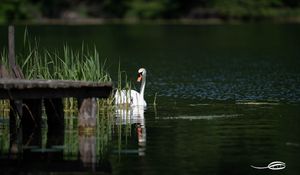 Preview wallpaper swan, bird, pond, pier, reeds