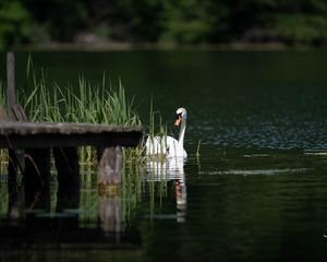 Preview wallpaper swan, bird, pond, pier, reeds