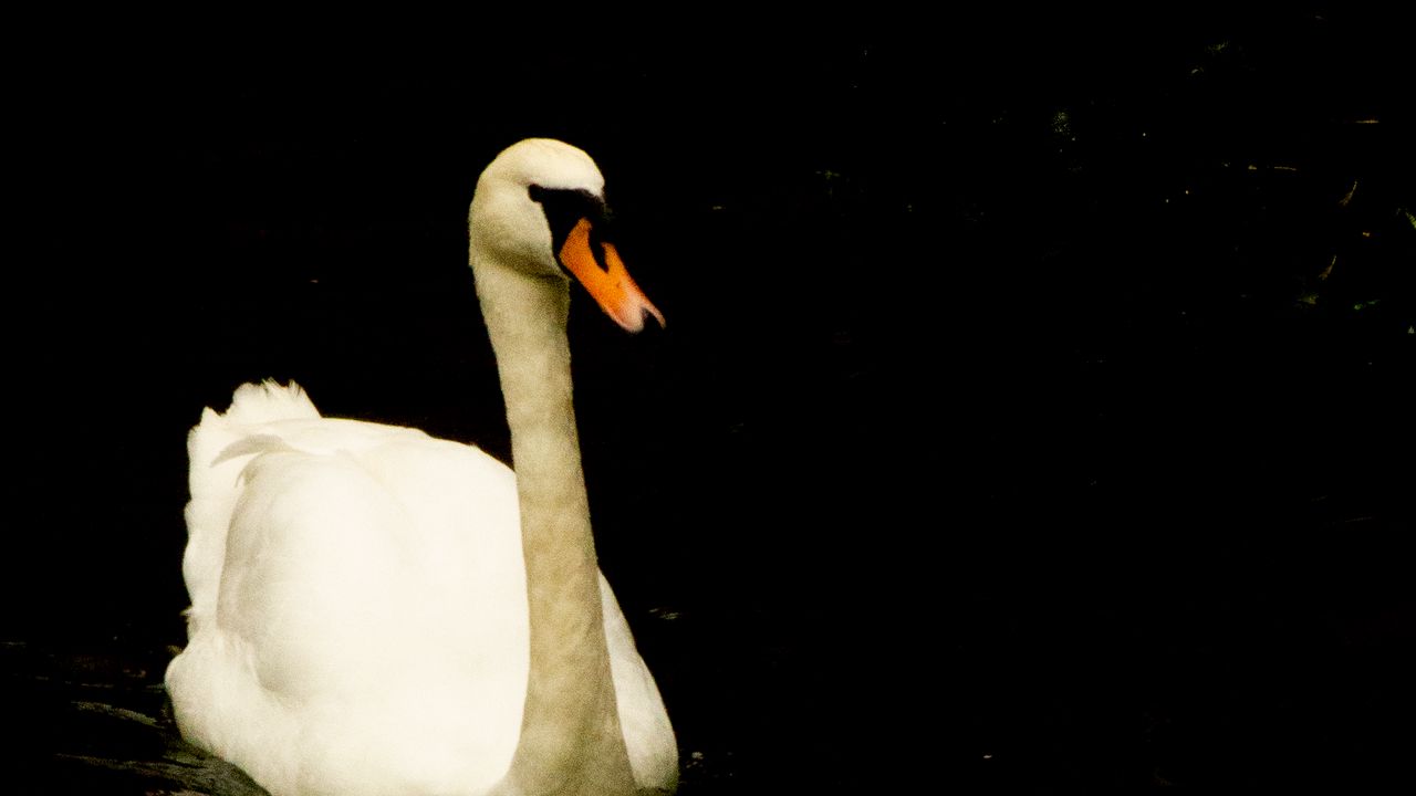 Wallpaper swan, bird, reflection, pond