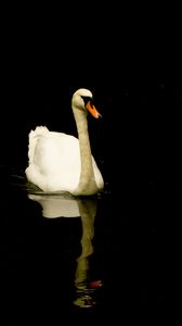 Preview wallpaper swan, bird, reflection, pond
