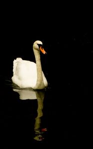 Preview wallpaper swan, bird, reflection, pond