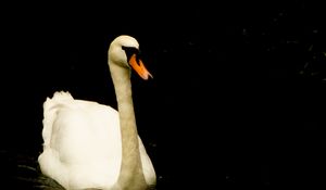 Preview wallpaper swan, bird, reflection, pond