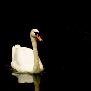 Preview wallpaper swan, bird, reflection, pond