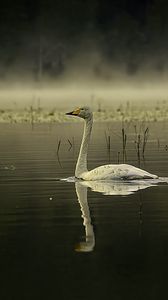 Preview wallpaper swan, bird, reflection, pond, wildlife