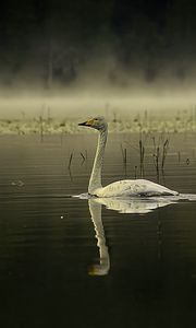 Preview wallpaper swan, bird, reflection, pond, wildlife