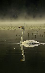 Preview wallpaper swan, bird, reflection, pond, wildlife