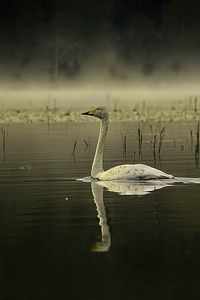 Preview wallpaper swan, bird, reflection, pond, wildlife