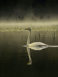 Preview wallpaper swan, bird, reflection, pond, wildlife