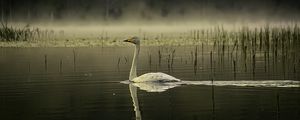 Preview wallpaper swan, bird, reflection, pond, wildlife