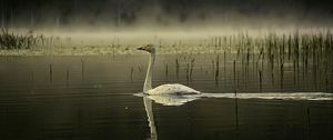 Preview wallpaper swan, bird, reflection, pond, wildlife