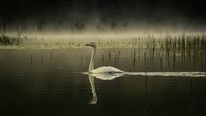 Preview wallpaper swan, bird, reflection, pond, wildlife