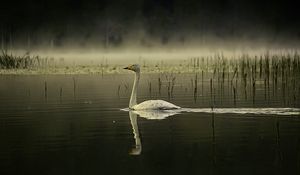 Preview wallpaper swan, bird, reflection, pond, wildlife