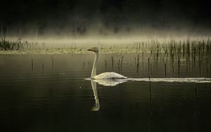 Preview wallpaper swan, bird, reflection, pond, wildlife