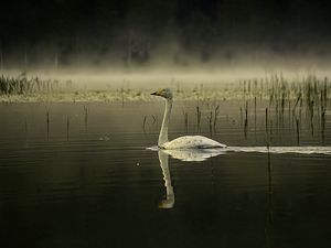 Preview wallpaper swan, bird, reflection, pond, wildlife