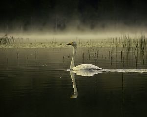 Preview wallpaper swan, bird, reflection, pond, wildlife