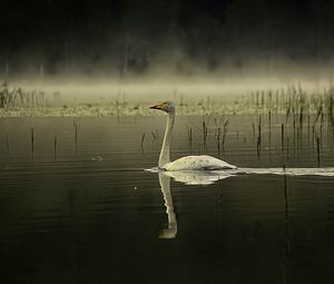 Preview wallpaper swan, bird, reflection, pond, wildlife