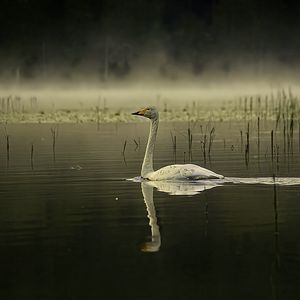 Preview wallpaper swan, bird, reflection, pond, wildlife