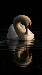 Preview wallpaper swan, bird, reflection, river