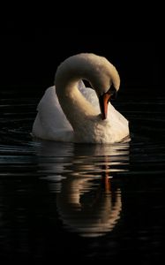 Preview wallpaper swan, bird, reflection, river