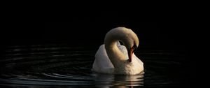Preview wallpaper swan, bird, reflection, river