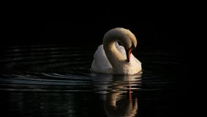 Preview wallpaper swan, bird, reflection, river