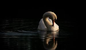 Preview wallpaper swan, bird, reflection, river