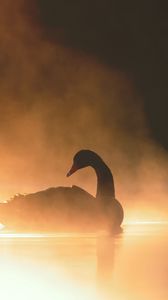 Preview wallpaper swan, bird, silhouette, fog, pond